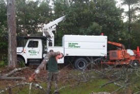 tree removal pic 1